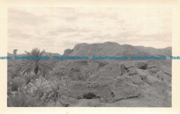 R117031 Old Postcard. Rocks And Palm - Wereld