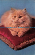 R117173 Old Postcard. Cat. Salmon. 1973 - Wereld