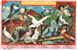 Chromo Les Pigeons - Autres & Non Classés