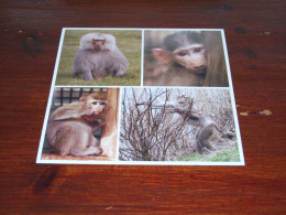 76603-     CA. 15 X 15 CM. CARD - APEN / APES / AFFEN / SINGES / SIMIOS - Monkeys