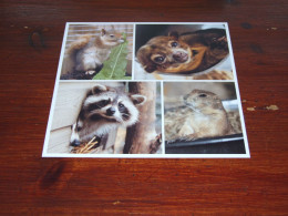 76605-     CA. 15 X 15 CM. CARD -  DIEREN / ANIMALS / TIERE / ANIMAUX / ANIMALES - Apen