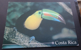 Costa Rica - Tucan Pico Iris (Ramphastos Sulfuratus) - Edita Publicaciones Iberia - Foto Steve Pace - Costa Rica