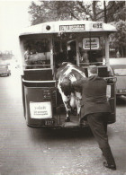 PHOTO 13CM/18CM PUBLICITAIRE YOPLAIT : HOMME POUSSANT UNE VACHE DANS L' AUTOBUS PARISIEN 4122 A LEVALLOIS - Zonder Classificatie