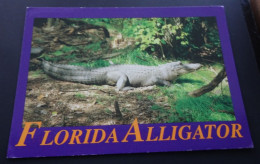 Florida - The Florida Alligator, Most Numerous In The Florida Everglades - Seminole Souvenirs, Florida - Altri & Non Classificati