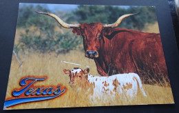 Texas - Lopnghorn - Photo David Stocklein - Smith-Southwestern - Andere & Zonder Classificatie