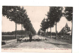 28895 Belgique Alost Aalst -Chaussée De Gand -Ed Vve Cornelis Rue Longue De Sel -troupeau Mouton Berger Langezoutstraat - Aalst