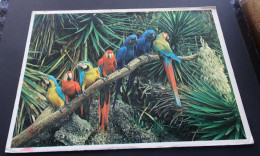 Miami's Parrot Jungle - Gulfstream Card Co., Miami - Miami