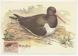 Maximum Card Netherlands 1961 Bird - Oyster Catcher - Sonstige & Ohne Zuordnung