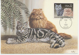 Maximum Card USA 1988 American Shorthair Cat - Persian Cat - Other & Unclassified