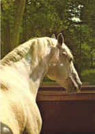 ANIMAL, HORSE, SPANISH RIDING SCHOOL VIENNA, LIPIZZANER STALLION, AUSTRIA, POSTCARD - Horses