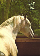 ANIMAL, HORSE, SPANISH RIDING SCHOOL VIENNA, LIPIZZANER STALLION, AUSTRIA, POSTCARD - Pferde