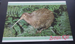 New Zealand - Brown Kiwi - The New Zealand Souvenir Co., Hastings - Nueva Zelanda