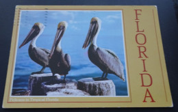 Pelicans In Tropical Florida - John Hinde Curteich Inc. - Andere & Zonder Classificatie