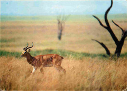 Zaïre - Parc National Des Virunga - Région Du Kivu - Antilope Cob De Thomas - CPM - Voir Scans Recto-Verso - Sonstige & Ohne Zuordnung