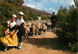 Animaux - Moutons - Provence - Centre De Culture Et De Maintenance Provençales - Sur La Draille De Transhumance - Folklo - Other & Unclassified