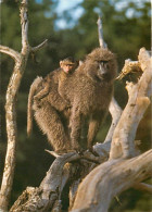 Animaux - Singes - Babouin Et Son Petit - Carte Neuve - CPM - Voir Scans Recto-Verso - Apen