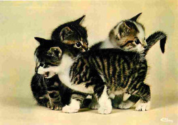 Animaux - Chats - Chatons - CPM - Voir Scans Recto-Verso - Chats