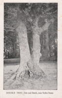 Postcard - Double Tree, Oak And Beech, Near Rufus Stone - No Card No. Very Old Card - Good - Unclassified