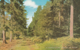 Postcard - A Forest Ride, Forest Of Dean - 1331603 - Very Good - Ohne Zuordnung