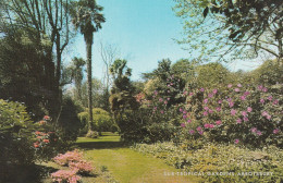 Postcard - Subtropical Gardens, Abbotsbury - Card No.1541503 - Very Good - Ohne Zuordnung