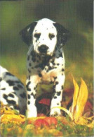 Dalmatian Dog - Chien - Cane - Hunde - Hondje - Perro - Hunde