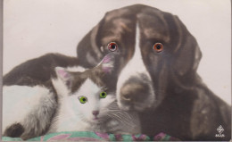 Cat Cats With Green  Glass Eyes Dog Mit Brown Glaßaugen  Old PC. Cpa. - Chats