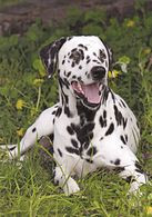 Dalmatian Dog - Chien - Cane - Hund - Hond - Perro - Chiens
