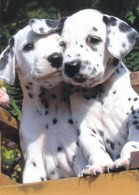 Dalmatian Dog Puppies - Chien - Cane - Hund - Hond - Perro - Hunde