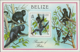 THEMATIC FAUNA:  PRIMATES.  YOUNG SPIDER MONKEY      MS    -    BELIZE - Monkeys
