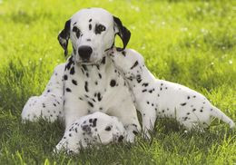 Dalmatian Dog - Chien - Cane - Hund - Hond - Perro - Hunde