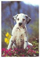 Dalmatian Dog - Chien - Cane - Hund - Hond - Perro - Affixe Editions - Hunde