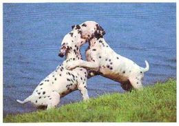 Dalmatian Dog Puppies - Chien - Cane - Hund - Hond - Perro - Affixe Editions - Chiens