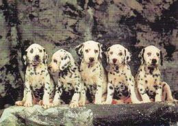 Dalmatian Dog Puppies - Chien - Cane - Hund - Hond - Perro - Chiens