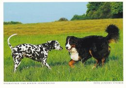 Dalmatian Dog & Bernese Mountain Dog - Berner Sennenhund - Chien - Cane - Hund - Hond - Perro - Chiens