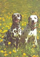 Dalmatian Dog - Chien - Cane - Hund - Hond - Perro - Hunde