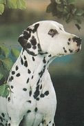 Dalmatian Dog - Chien - Cane - Hund - Hond - Perro - Hunde