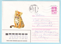 USSR 1986.1009. Tiger Cub. Prestamped Cover, Used - 1980-91