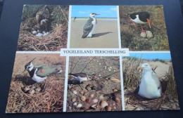 Terschelling - Vogeleiland Terschelling - V. Leer's Fotodrukindustrie, Amsterdam - Terschelling