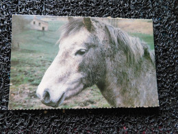 Portrait D'un Poney   (A21) - Horses