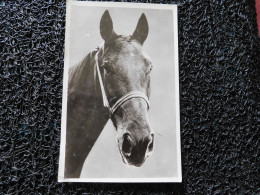 Portrait D'un Cheval   (A21) - Paarden