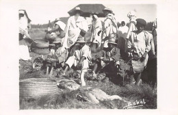 Madagascar - Marchands De Volailles (Oies) - CARTE PHOTO - Ed. Babel  - Madagaskar