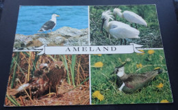 Ameland - V.  Leer's Fotodrukindustrie, Amsterdam - Ameland