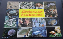 Groeten Van Het Noordzeestrand - Uitgeverij Van Der Meulen, Sneek - Other & Unclassified