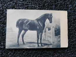 Holsteiner Noir   (A21) - Horses