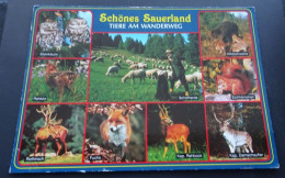 Schönes Sauerland - Tiere Am Wanderweg - Herst. U. Verlag Schöning & Co. + Gebr. Schmidt, Lübeck - Andere & Zonder Classificatie