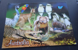 Australian Wildlife - Nucolorvue Productions - Andere & Zonder Classificatie