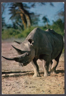 116594/ Rhinocéros Africain - Rhinoceros