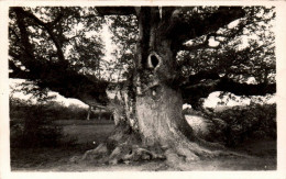 N°3268 W -cpsm La Loupe -"le Gros Chêne- - Bäume