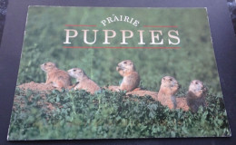 Arizona - Prairie Puppies - Photo D. Robert Franz - Smith-Southwestern Inc., Arizona - Sonstige & Ohne Zuordnung