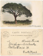 CPA Hyeres-les-Palmiers Baum Und Stadt 1912 - Hyeres